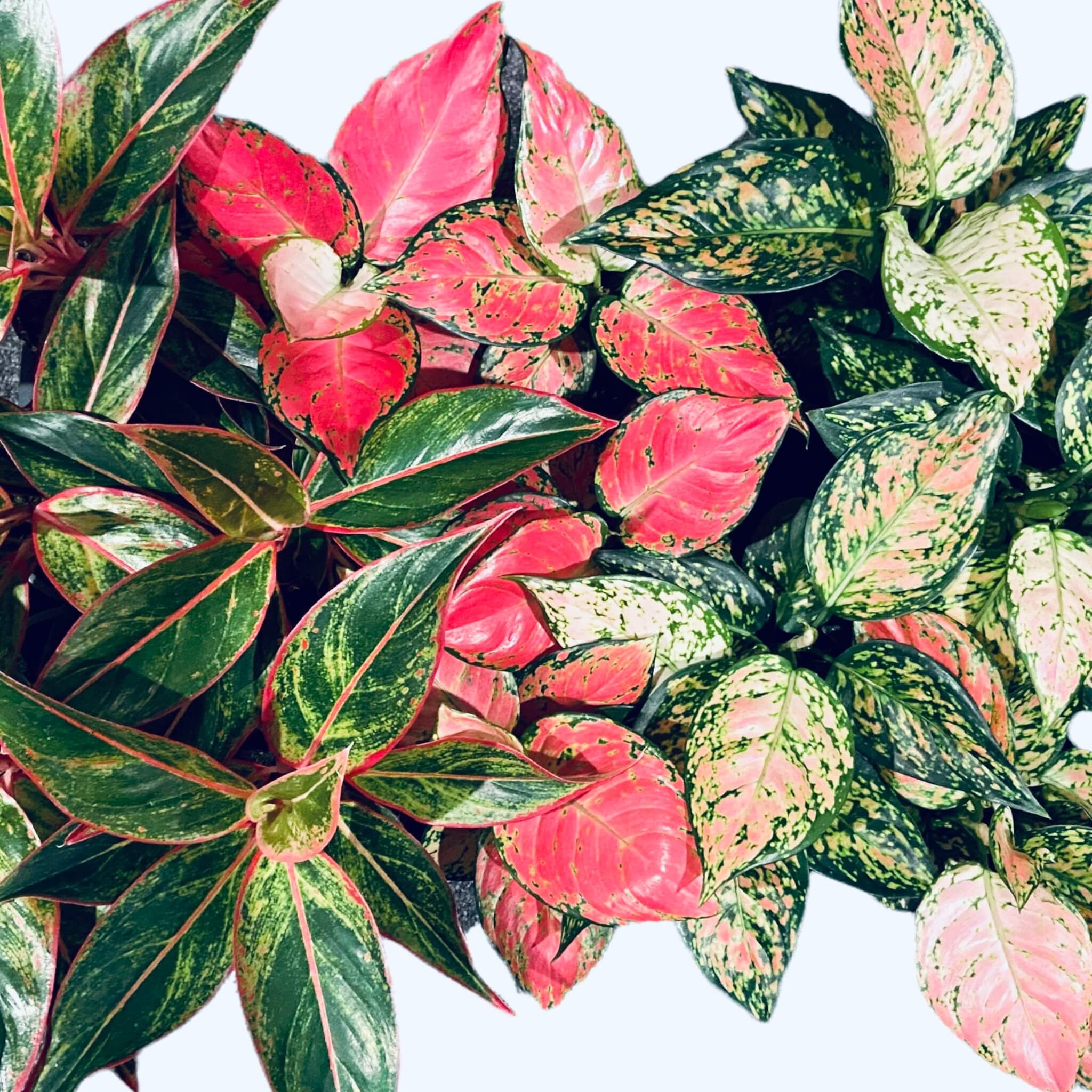 money plant images Bulk Money Plant Seeds