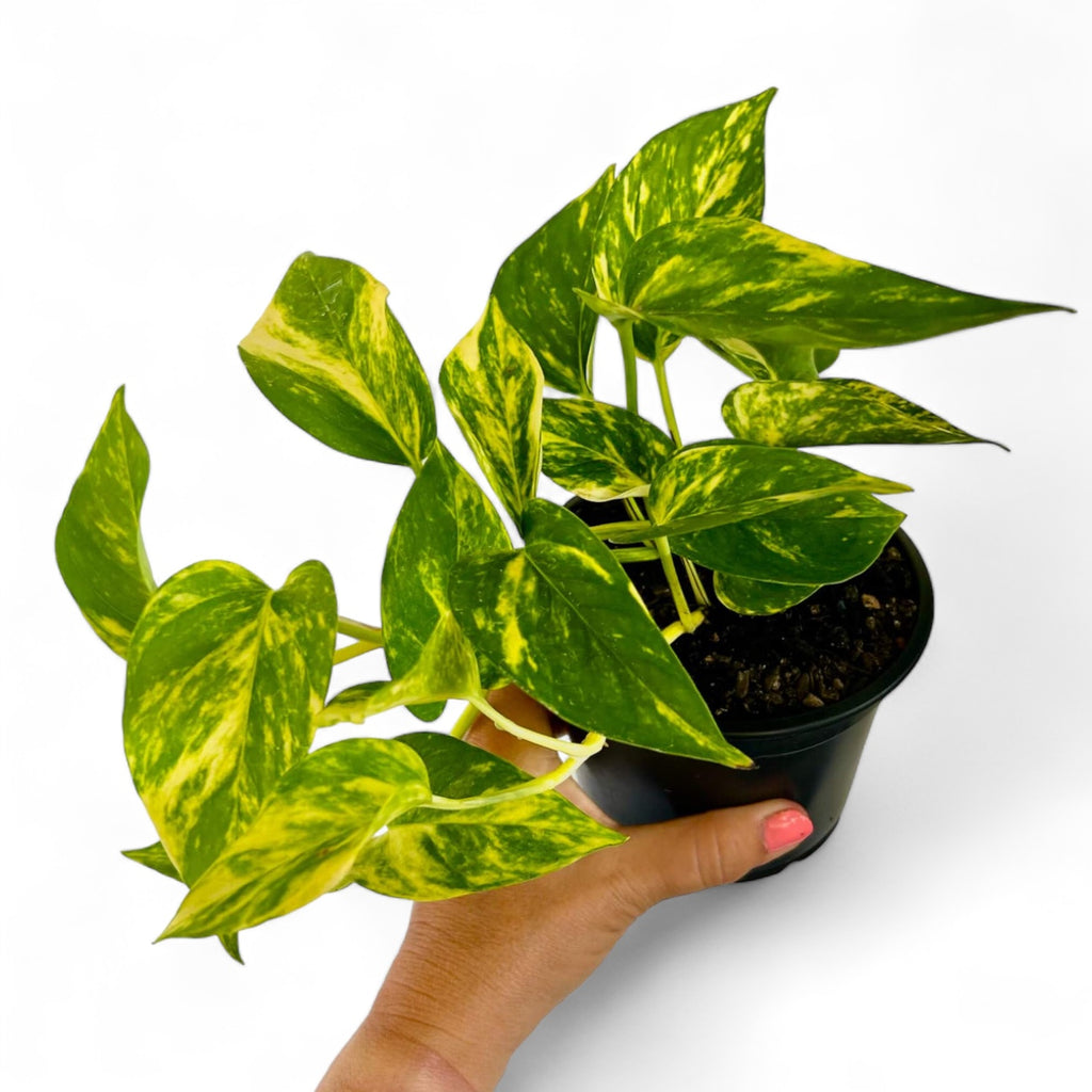 pothos nz Golden Pothos – The Lily Pot