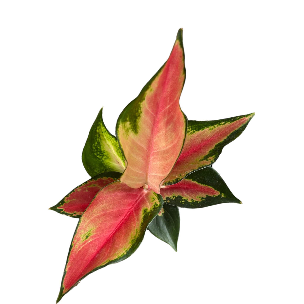 aglaonema red thai Aglaonema Thai Red – The Lily Pot