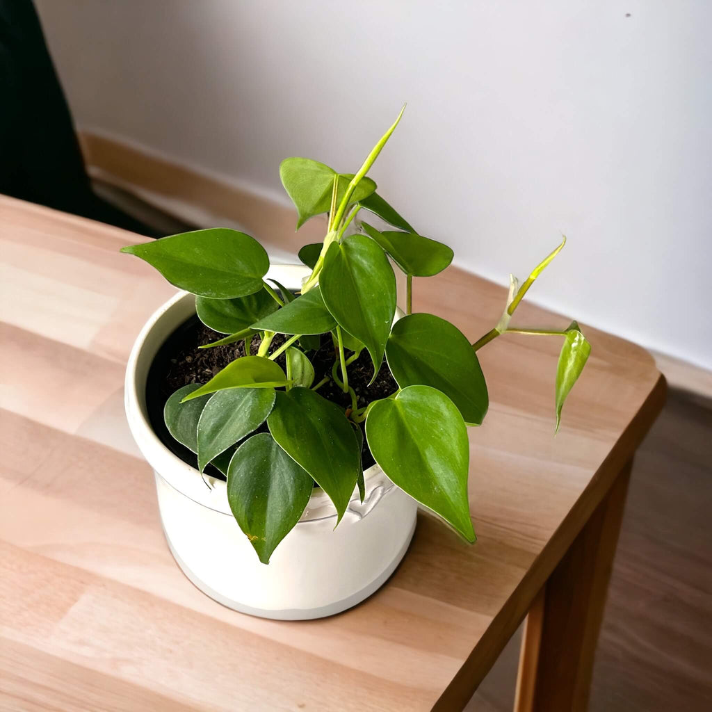 buy heartleaf philodendron nz Philodendron Cordatum (Heartleaf) – The Lily Pot