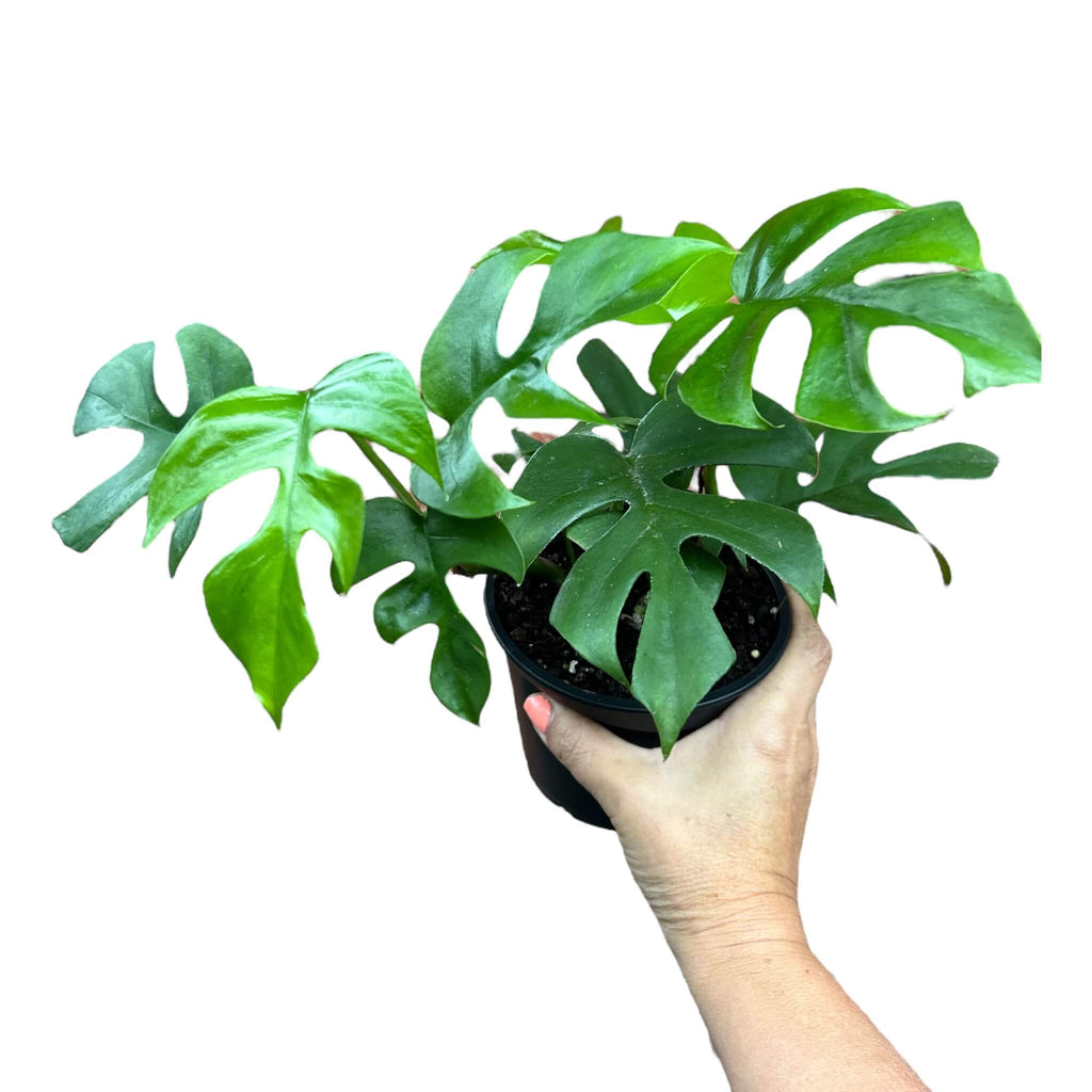 philodendron minima nz Philodendron Minima – The Lily Pot