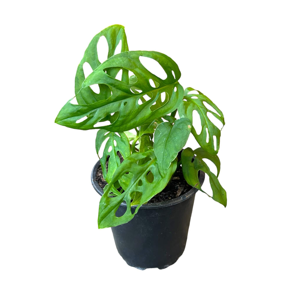 monstera adansonii nz Monstera Adansonii (Swiss Cheese Vine) – The Lily Pot