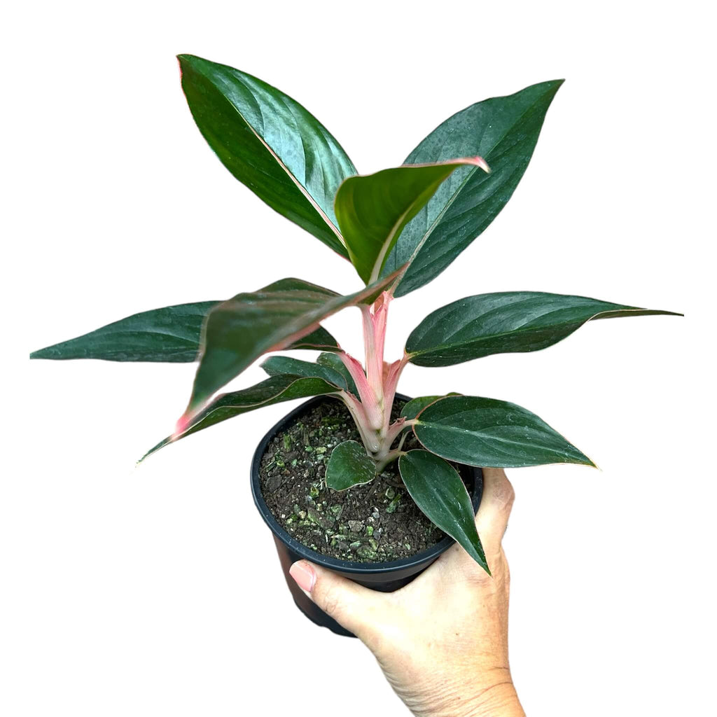 Aglaonema Sapphire – The Lily Pot