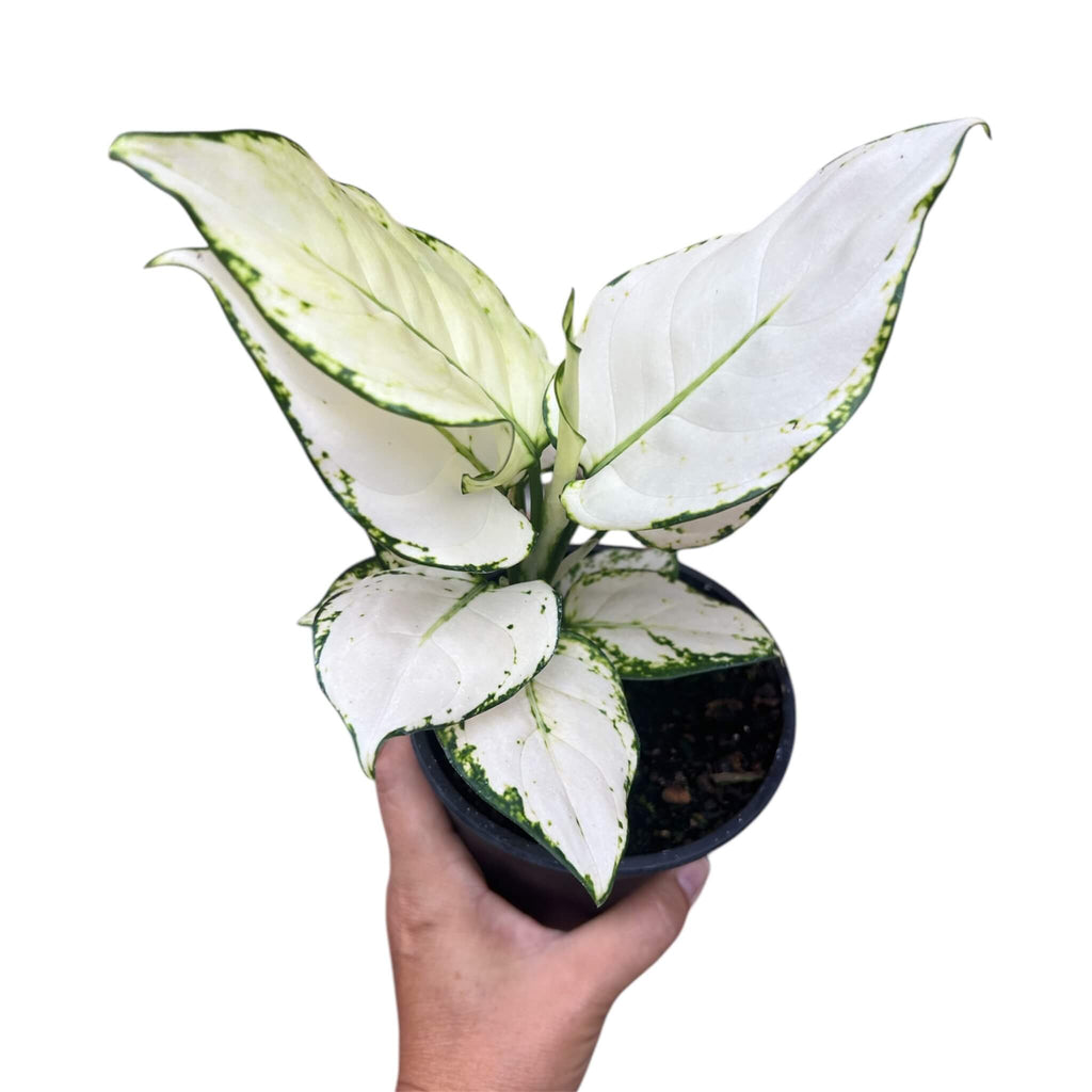 aglaonema nz Aglaonema White Valentine – The Lily Pot