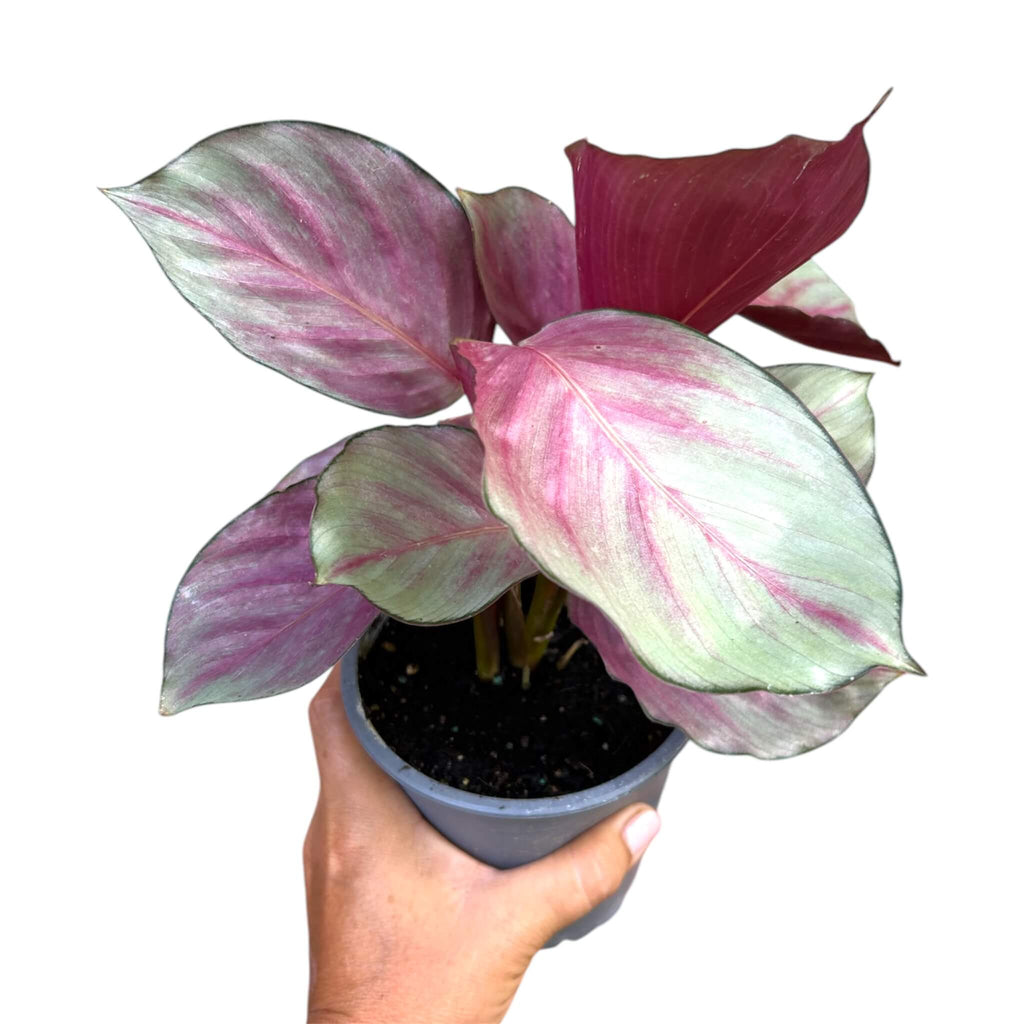 Calathea Silver Plate – The Lily Pot