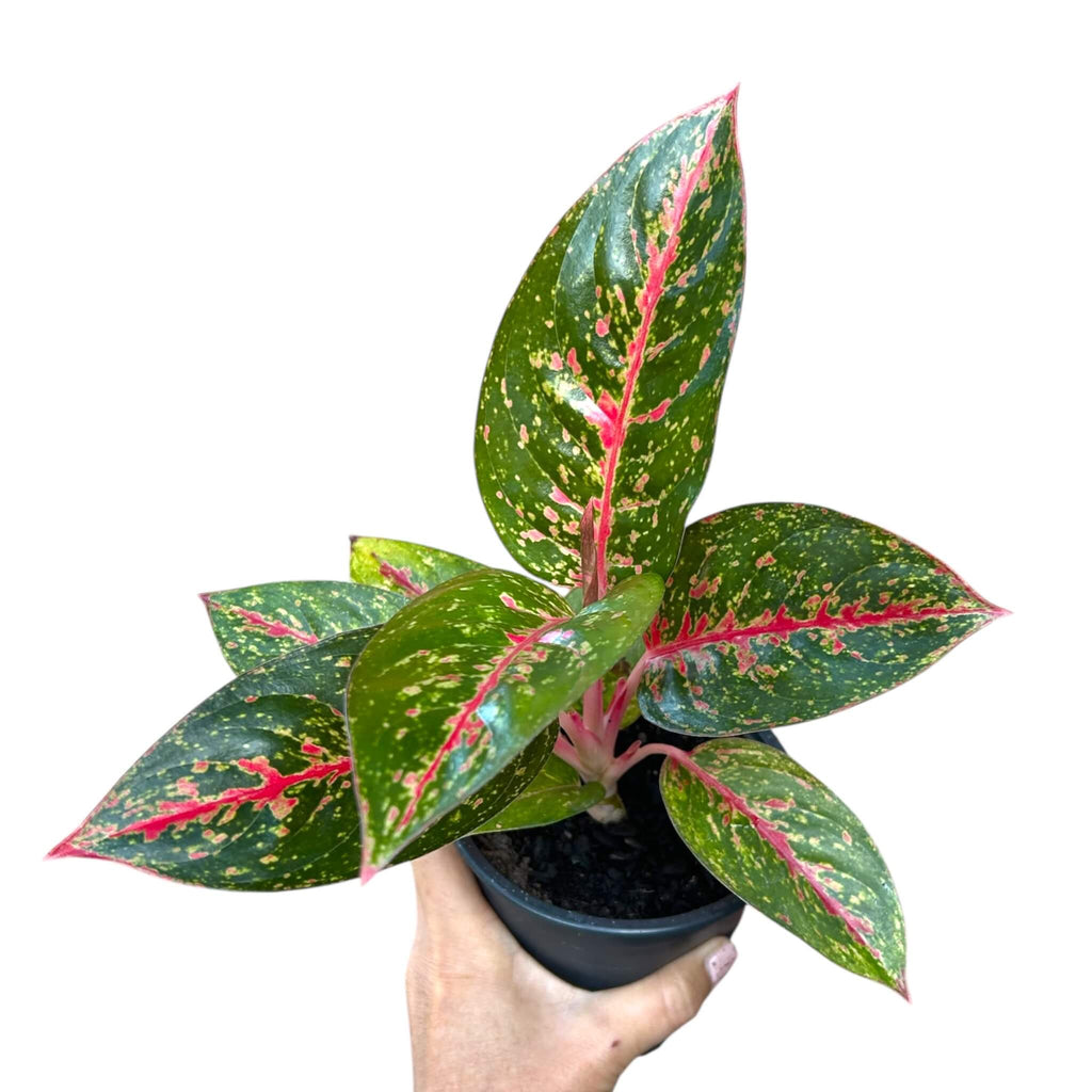 aglaonema fireworks Aglaonema Fireworks – The Lily Pot