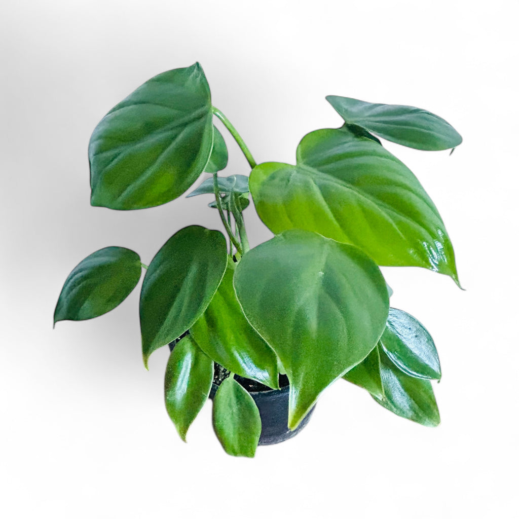 Philodendron Pittieri – The Lily Pot