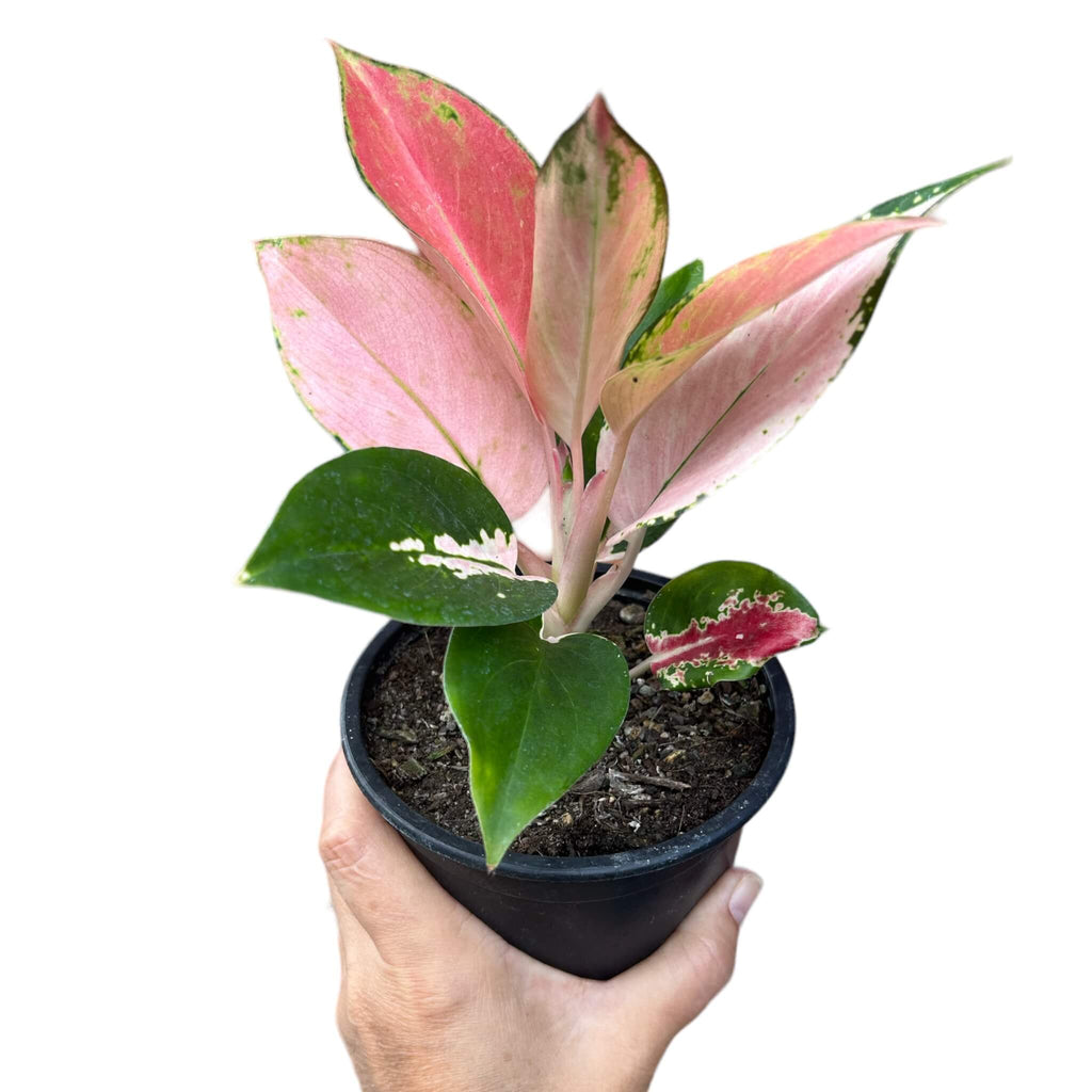 aglaonema spitfire Aglaonema Spitfire – The Lily Pot