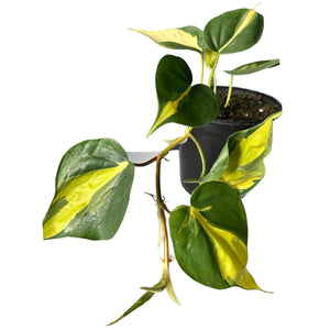 Philodendron Brasil