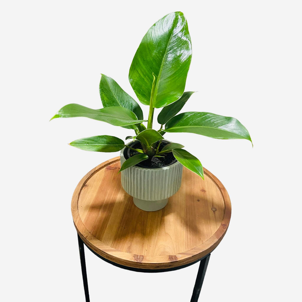 philodendron imperial green nz Philodendron Imperial Green – The Lily Pot