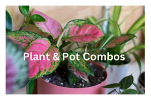 Plant & Pot Combos