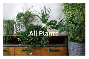 All Plants