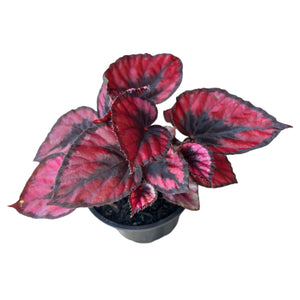 Begonia Red Kiss