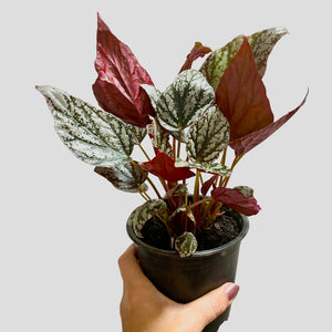 Begonia Silver Jewel