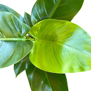 Philodendron Imperial Green