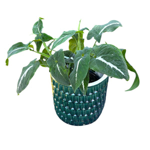 Emerald green plant cover pot 