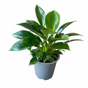 philodendron green princess nz Philodendron Green Princess – The Lily Pot