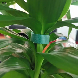 Plant tape 