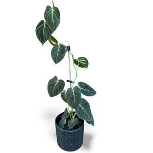 philodendron melanochrysum nz Philodendron Melanochrysum – The Lily Pot