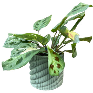 Variegated Maranta Leuconeura (Prayer Plant) - only 1 left