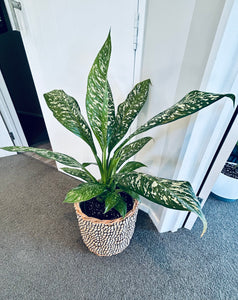 Diffenbachia Etna (Basket Included)