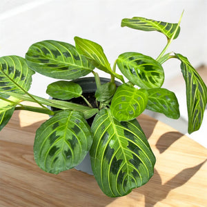 Maranta Leuconeura Lemon Lime (Prayer Plant)