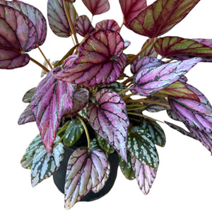 Begonia Rex