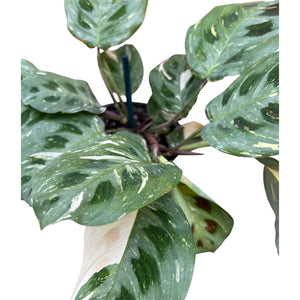 Variegated Maranta Leuconeura (Prayer Plant) - only 1 left