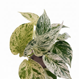 snow queen pothos nz Epipremnum Snow Queen – The Lily Pot