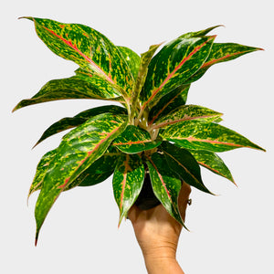 Aglaonema Night Sparkle