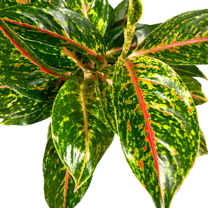 Aglaonema Night Sparkle