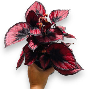 Begonia Rex Red Kiss