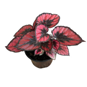 Begonia Red Kiss