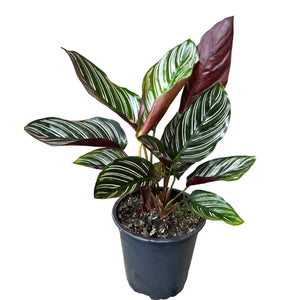 Calathea Ornata (Pin Stripe Plant)