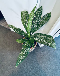 Diffenbachia Etna (Basket Included)