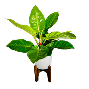 Philodendron Golden