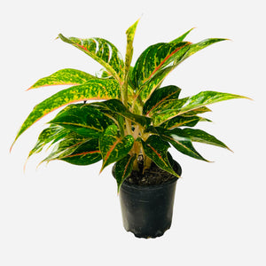 Aglaonema Night Sparkle