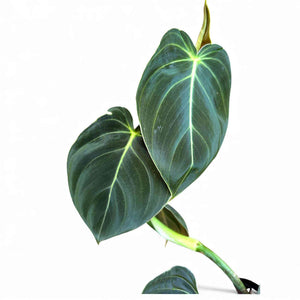 philodendron melanochrysum nz Philodendron Melanochrysum – The Lily Pot