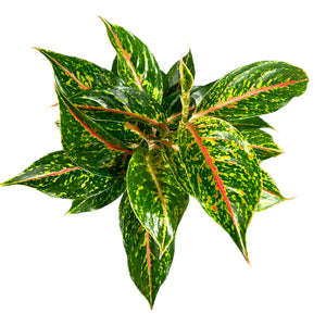 Aglaonema Night Sparkle