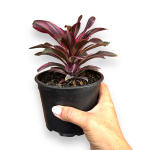 Cordyline Fructiosa Doll Pink