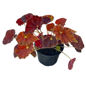 Begonia Marmalade 