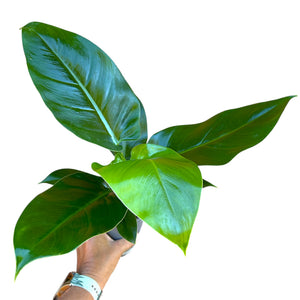philodendron imperial green nz Philodendron Imperial Green – The Lily Pot