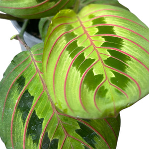 red stripe prayer plant Maranta Erythroneura Red Stripe (Prayer Plant) – The Lily Pot