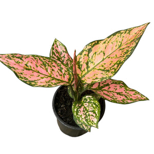 Aglaonema Lady Valentine