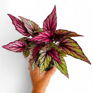 Begonia Bundle - with New Product line Linden Leaves Hand cream.
