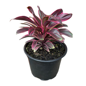 Cordyline Fructiosa Doll Pink