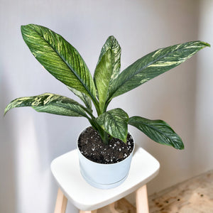 Variegated Peace Lily 