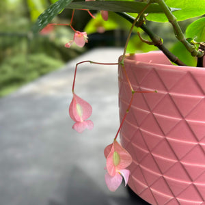 Angel wing begonia plant