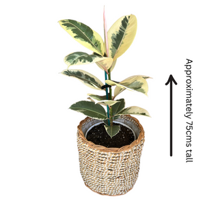 Ficus Tineke in Self-Watering pot with seagrass basket