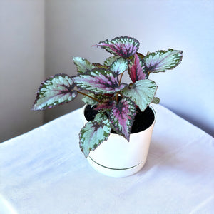 Begonia Salsa in Self-Watering Pot